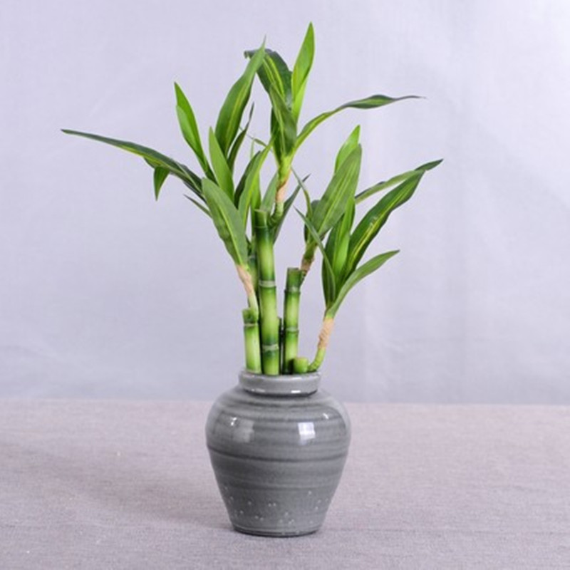 New 40cm rFtificial Lucky Bamb - Aquarium Fish Farm 评论和价格