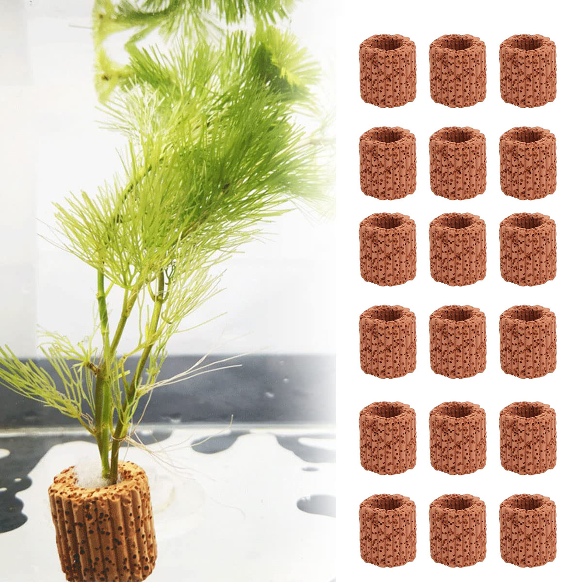 10/20Pcs Aquatic Water Plant F - Aquarium Fish For Sale Online 评论和价格