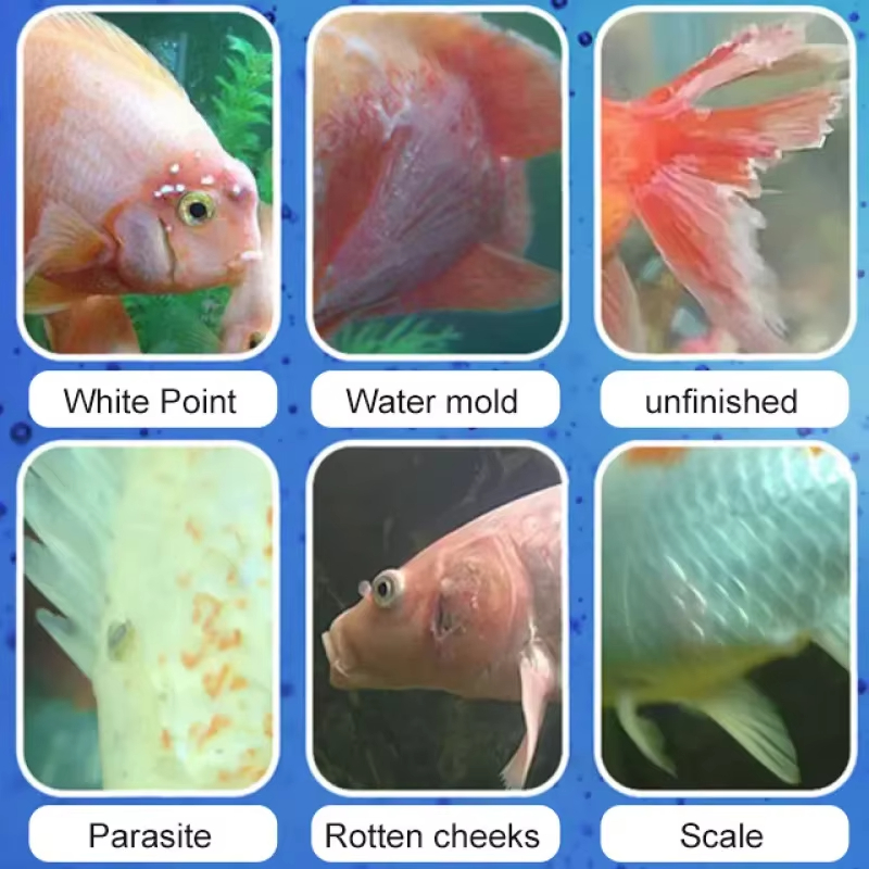 SIKEZHAN Fish Disease Treatmen - Aquarium Fish Diseases 评论和价格