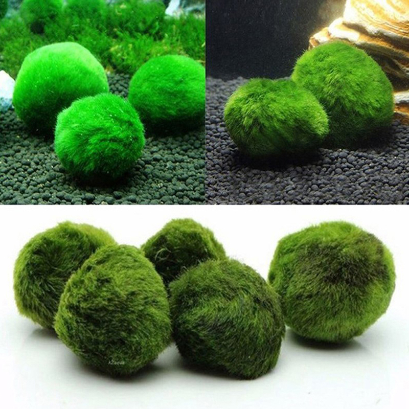 Marimo Moss Balls Live Aquariu - Aquarium Fish Ball 评论和价格