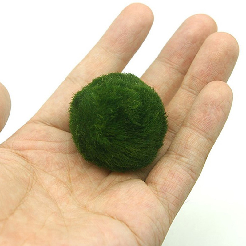 Marimo Moss Balls Live Aquariu - Aquarium Fish Ball 评论和价格