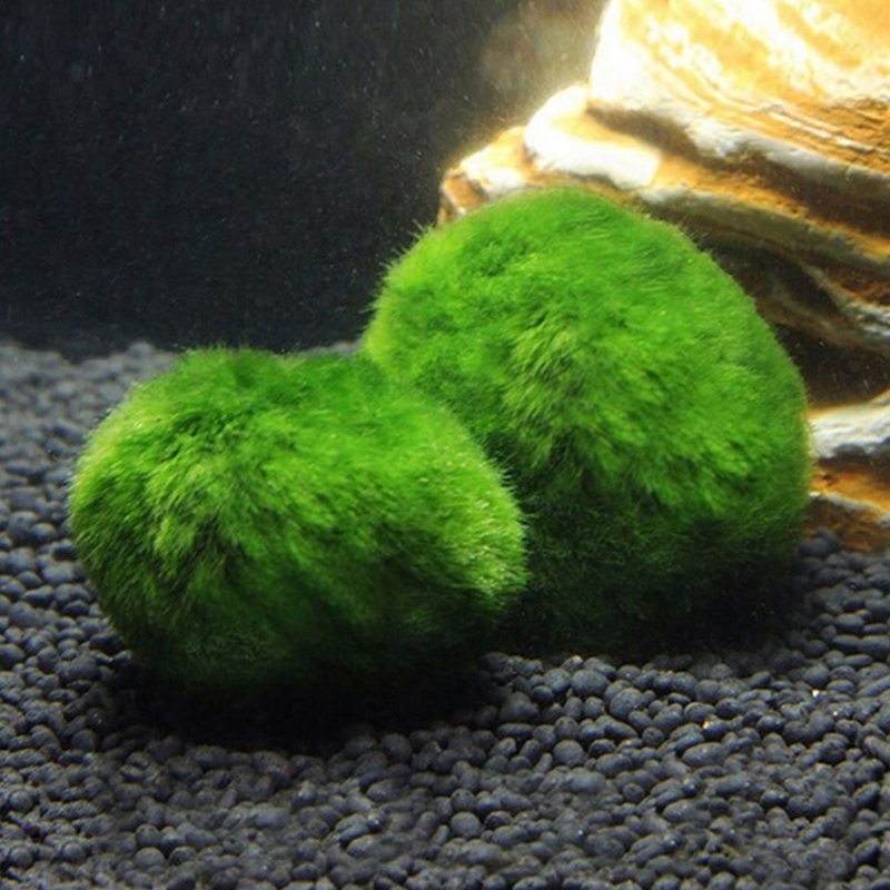 Marimo Moss Balls Live Aquariu - Aquarium Fish Ball 评论和价格