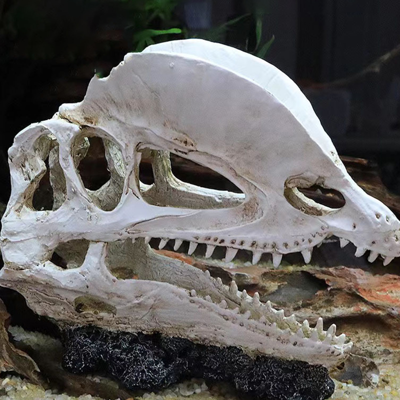 Dinosaur Skull Model Velocirap - Aquarium Fish Diseases 评论和价格